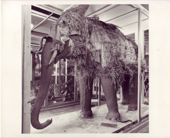 Media type: image;   Mammalogy 6321 Description: Image taken by MCZ Photographic Services during specimen's disassembly.;
